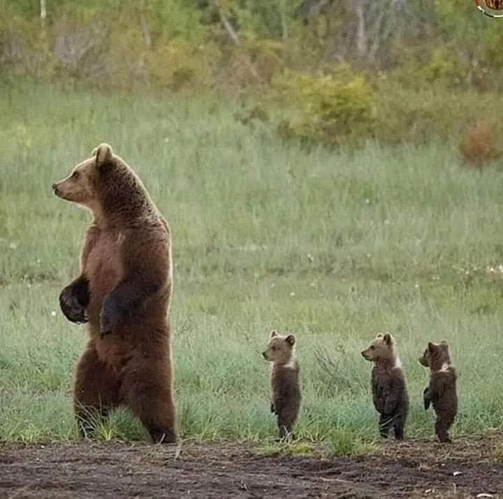 A large adult brown bear stands upright on its hind legs in a grassy field, facing left, with three small bear cubs standing…