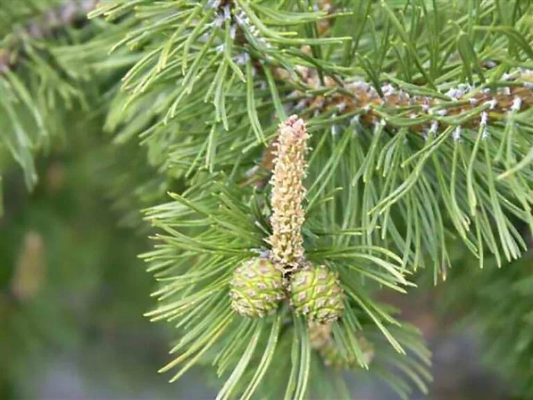 A close-up photo of a pine tree branch with two small green pine cones and a central pollen cone. The image has overlaid…