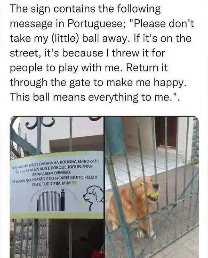 Playful Portuguese Dog Adventures