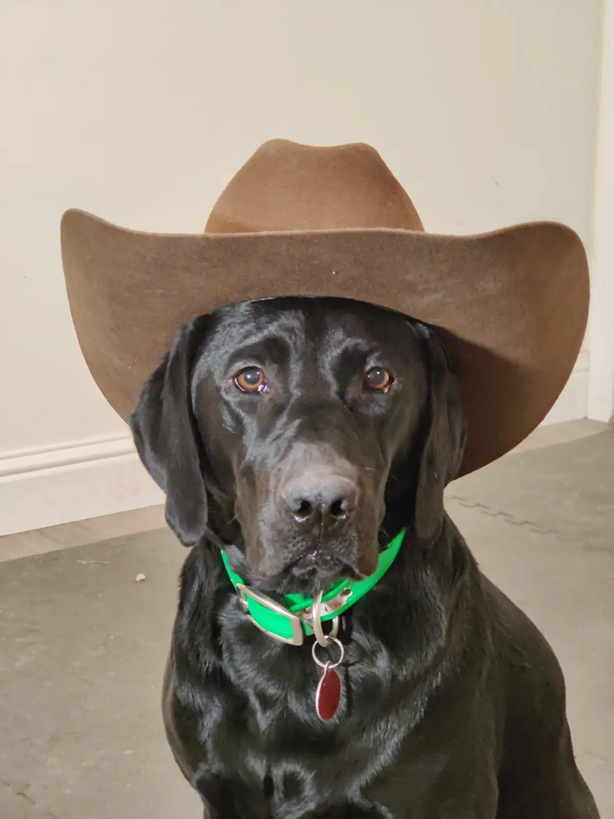 A black Labrador Retriever sits indoors wearing a large brown cowboy hat and a bright green collar with a red tag, looking…