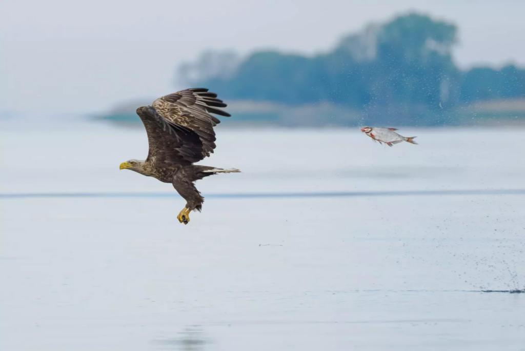 A white-tailed eagle in mid-flight over water, talons extended, with a fish flying away from its grasp. The fish is…