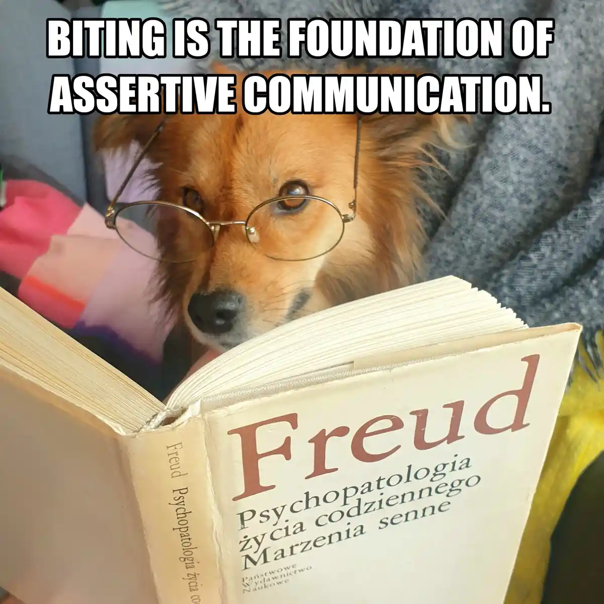 A fluffy brown dog wearing round glasses is looking intently at an open book titled 'Freud Psychopatologia życia codziennego…