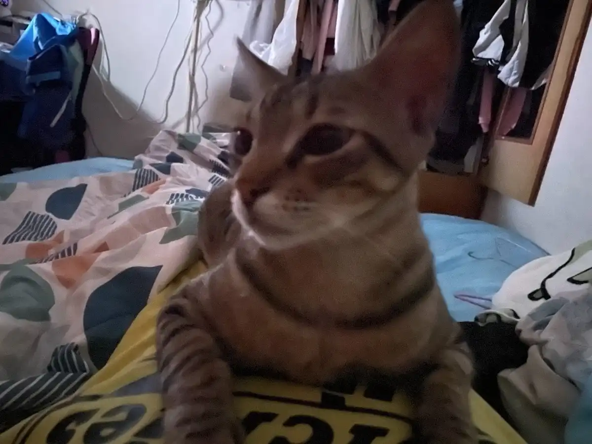 Adorable feline antics