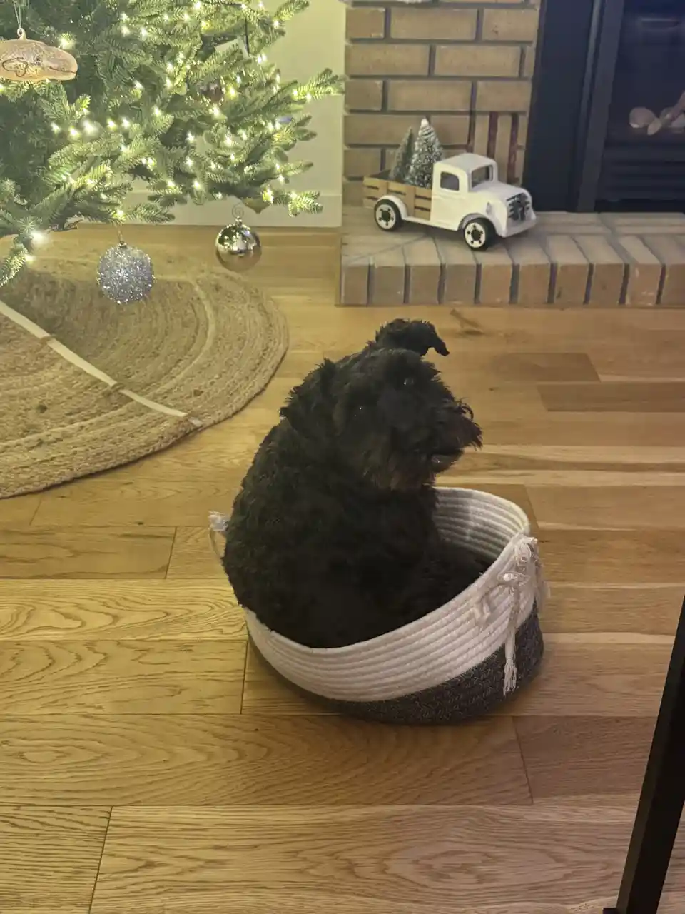 A small black dog with curly fur sits inside a round, woven pet bed on a wooden floor. In the background, a decorated…