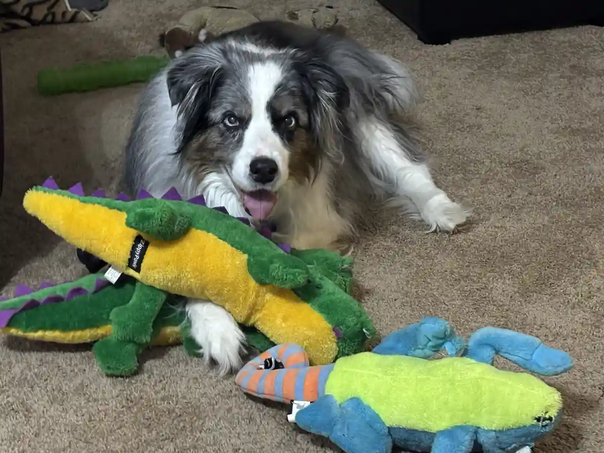 A fluffy merle-coated dog with a white blaze lies on a beige carpet, looking directly at the camera with its tongue out…