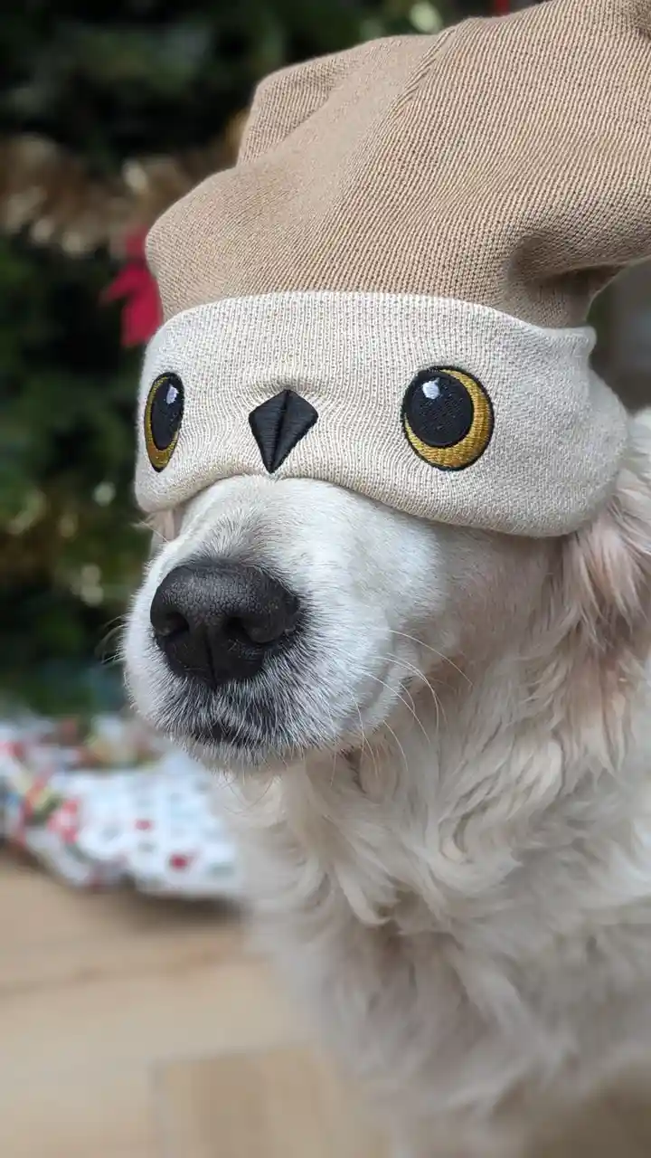 A light-colored dog with fluffy fur wears a beige knitted hat designed to look like an owl, featuring embroidered large…