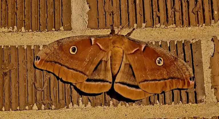 A large brown moth with prominent eye-like spots on its wings rests on a textured brick wall. The overlaid text reads 'i'm…