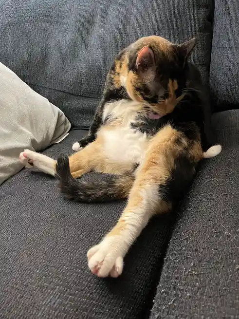 A calico cat with black, orange, and white fur is lounging on a dark gray couch, licking its front paw while lying on its…
