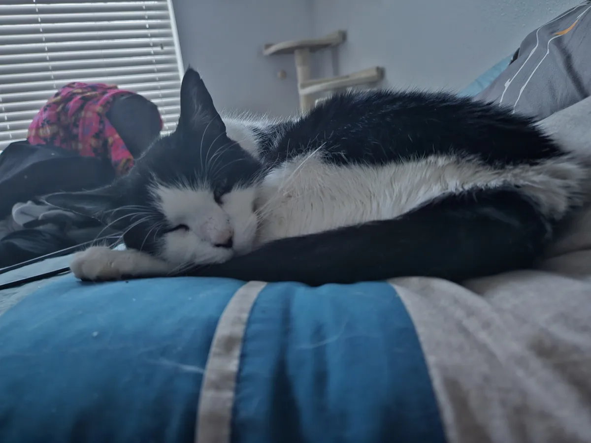 A black and white cat is curled up and sleeping soundly on a blue and gray striped bedspread. In the background, there are…