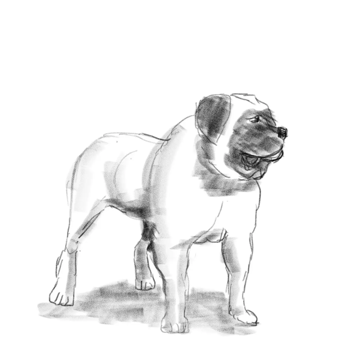 A black-and-white sketch of a stocky, muscular dog standing in profile, looking off to the right. The dog has a broad head…
