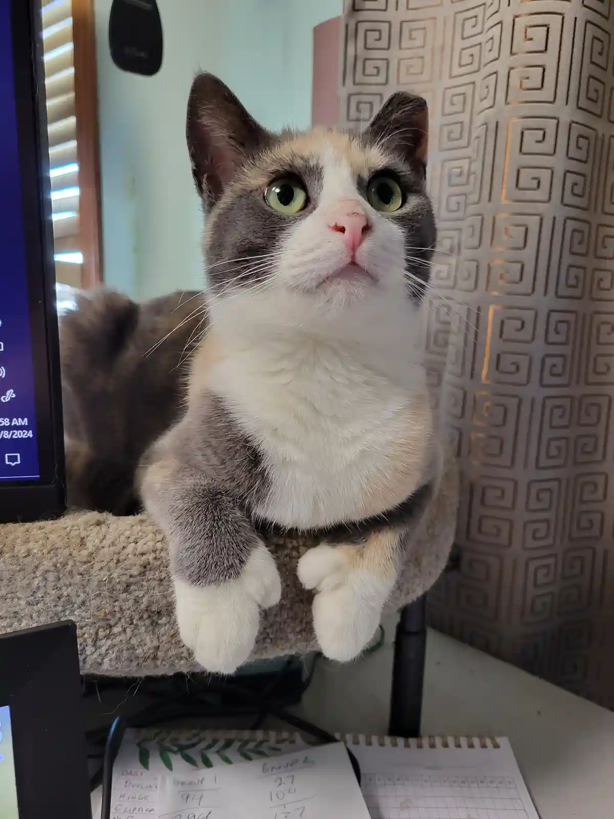 A calico cat with wide green eyes and a slightly open mouth sits upright on a cat tree, looking upward with an expression of…