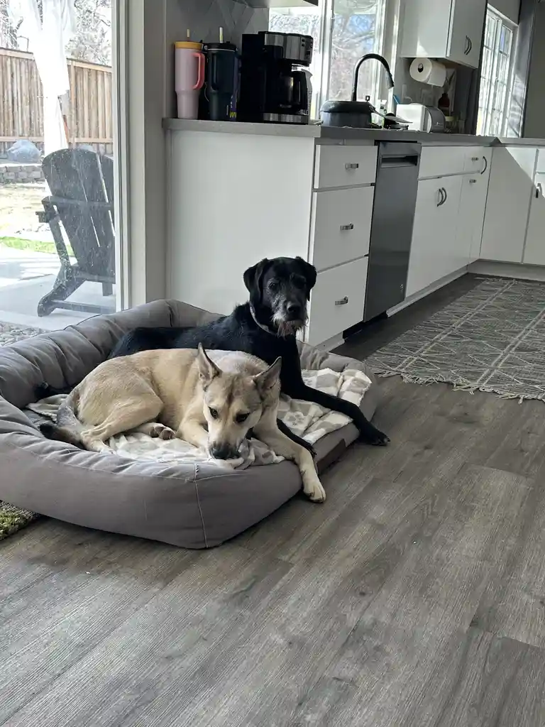 Two dogs, one black and one tan, are resting on a gray dog bed in a modern kitchen. The tan dog is in the foreground…