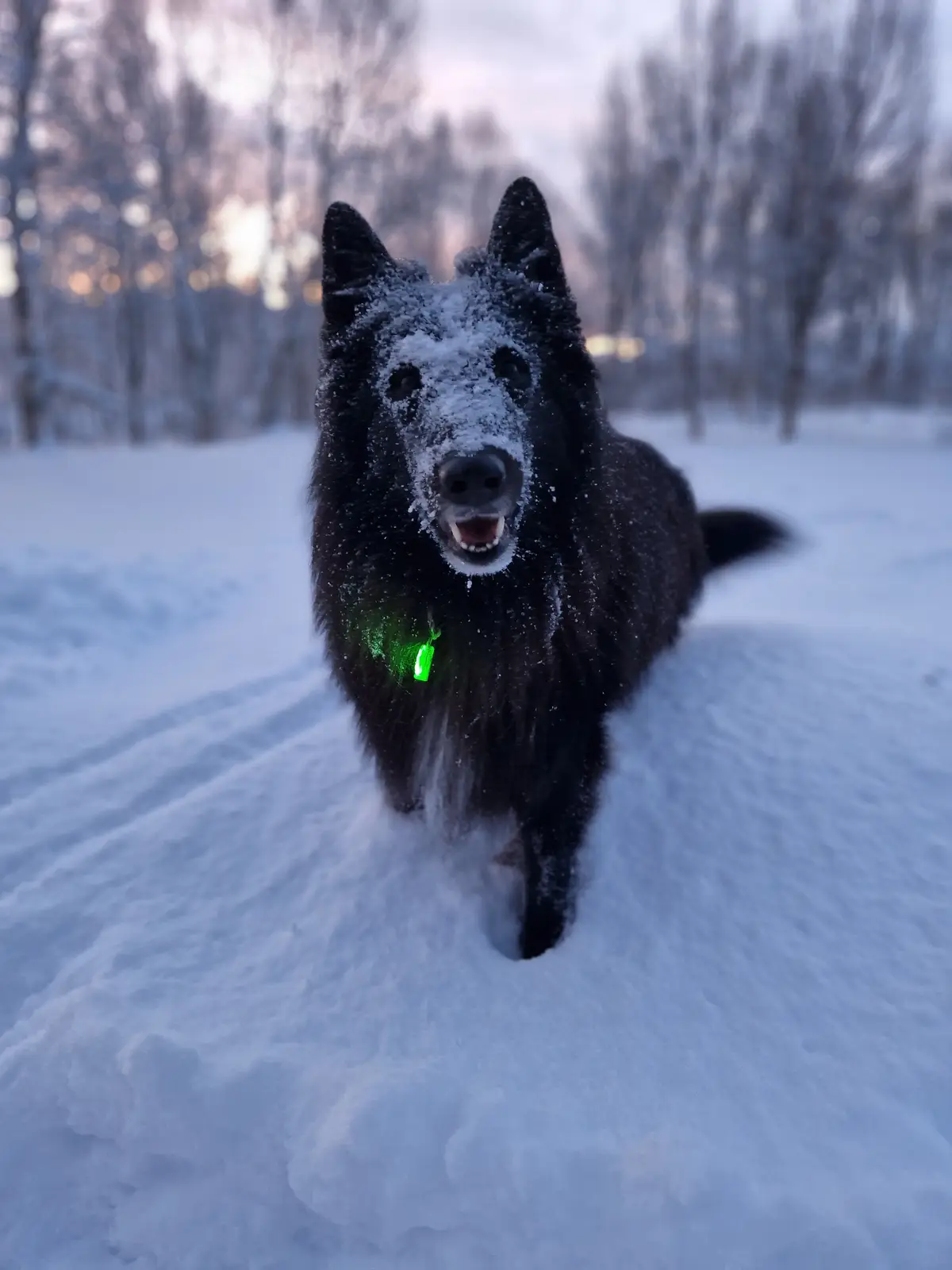 A black, fluffy dog with snow on its face and fur is running toward the camera through deep snow in a winter forest. The dog…
