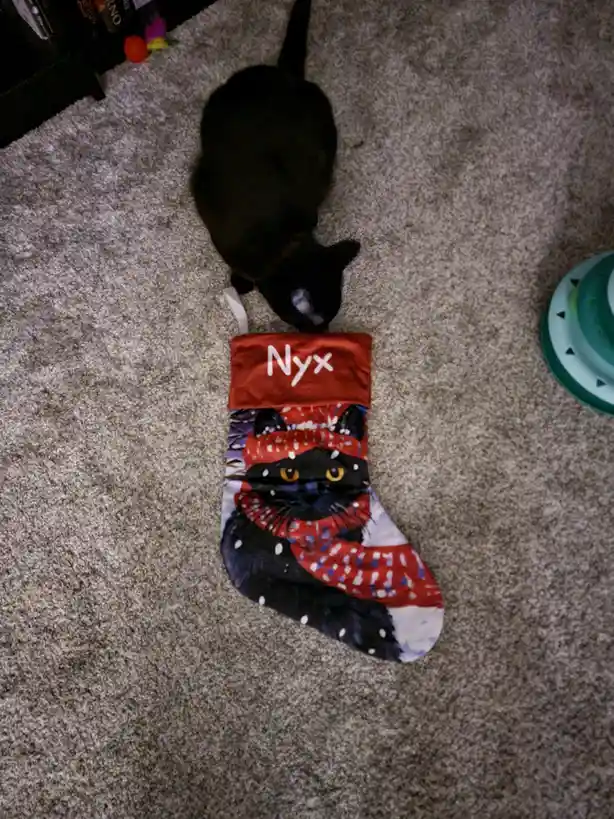 A black cat is seen from above, sniffing a red Christmas stocking lying on a beige carpet. The stocking is personalized with…