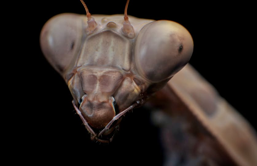 A close-up photograph of a praying mantis's face against a black background, showing its large compound eyes, antennae, and…