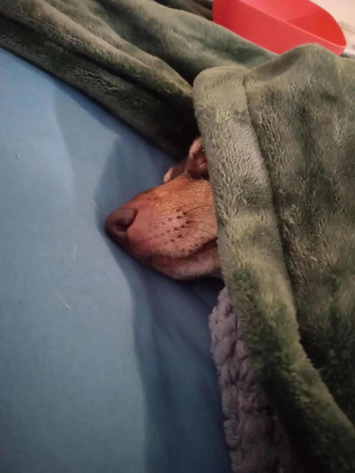 A close-up photo shows a dog's face peeking out from under a green, fluffy blanket on a blue bedsheet. The dog has a light…