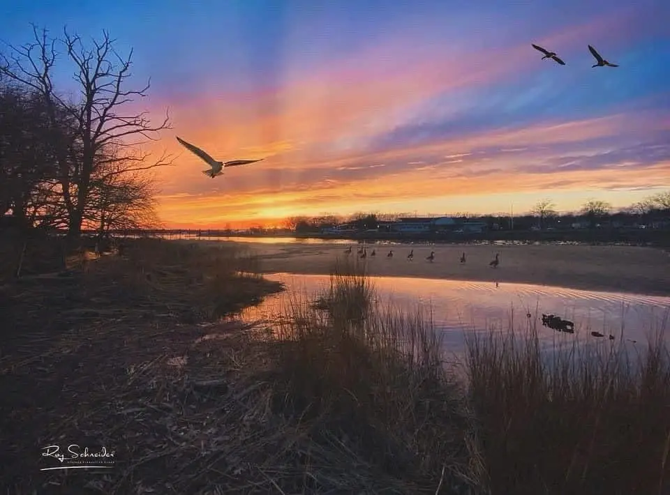 A serene sunset photograph shows birds flying over a calm body of water with reeds in the foreground and bare trees on the…