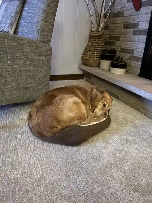A golden retriever is curled up asleep in a brown dog bed on a light-colored carpet, with a gray couch and a brick fireplace…