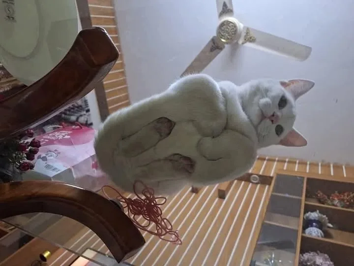 A white cat is lying upside down, seemingly suspended in mid-air, with its belly exposed and paws curled. The cat appears…