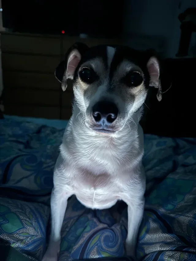 A small black-and-white dog with large, soulful eyes sits upright on a patterned blue and green bedspread in a dimly lit…