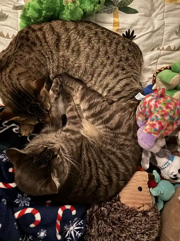 Caturday Cuddles: The Ultimate Feline Comfort