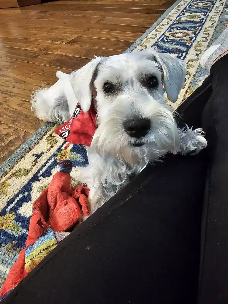 A white schnauzer with a red bandana looks directly at the camera from a black couch, resting on a patterned rug. The dog…
