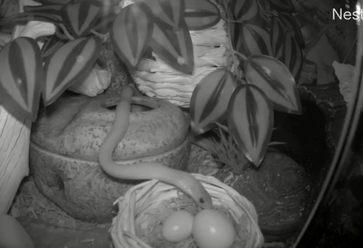 A black-and-white security camera image shows a snake with its head near two eggs in a woven basket, surrounded by foliage…