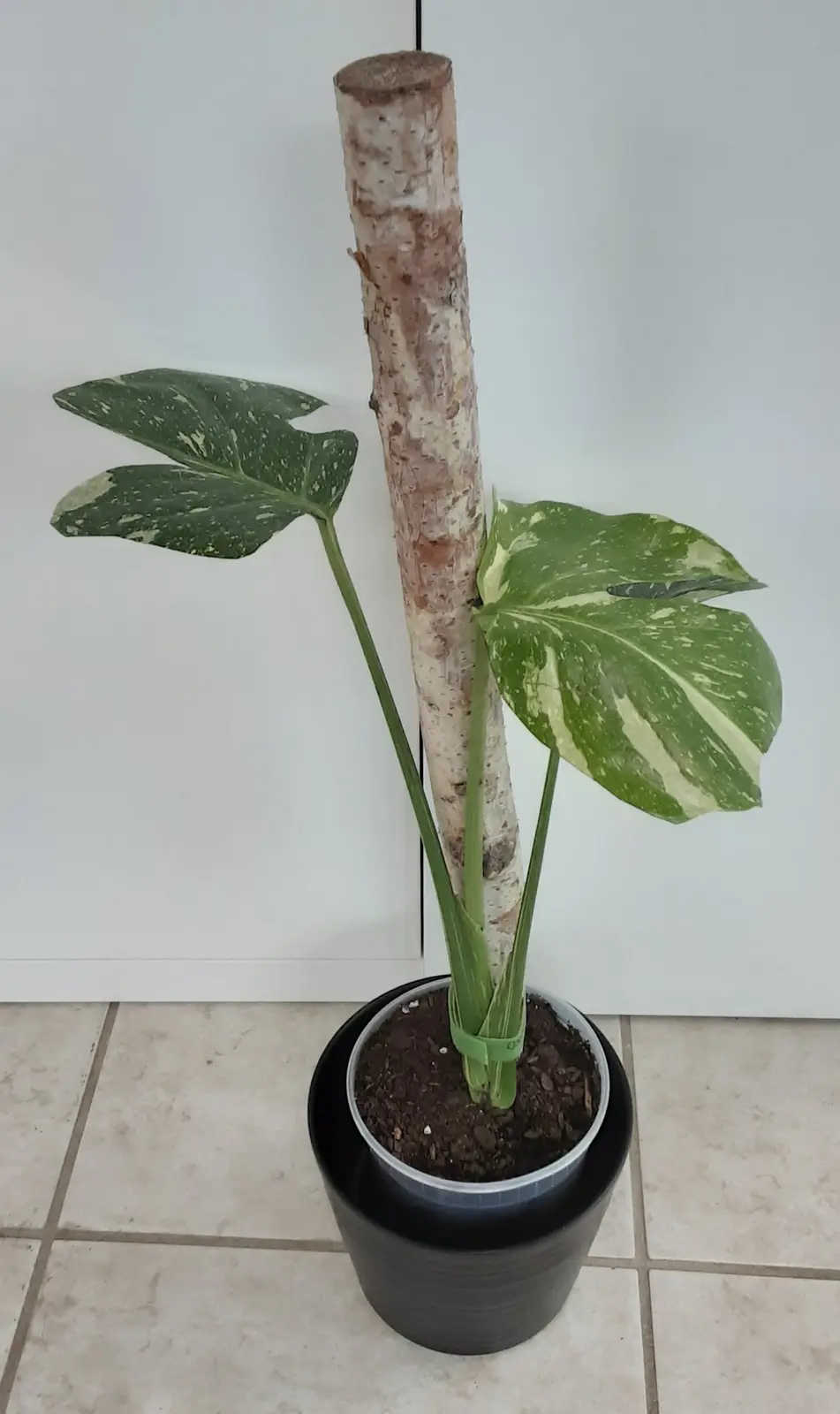 A potted plant with large, variegated green and white leaves is shown leaning against a tall, rough-barked wooden stake. The…