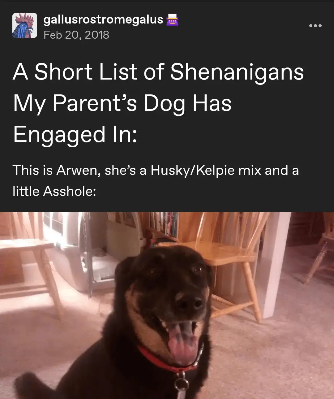 A screenshot of a social media post from February 20, 2018, by user 'gallusrostromegalus' shows a black and tan dog with a…