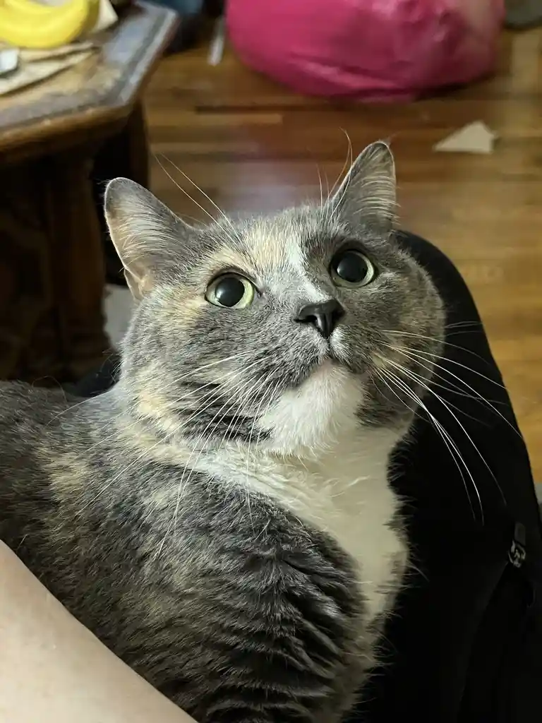 A close-up photo of a gray and white cat with wide, startled eyes looking upward, sitting on someone's lap in a home setting…