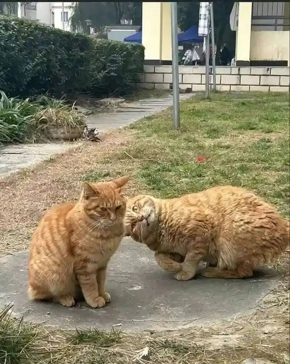 The Unbreakable Bond of Friendship