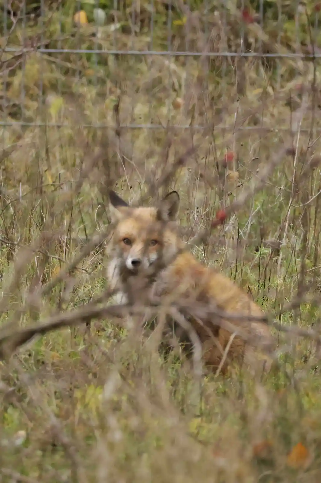 A red fox is visible in a field of tall, dry grass and weeds, looking directly at the camera. The fox is partially obscured…