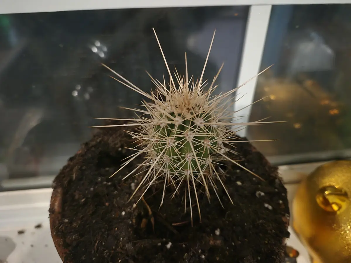 A close-up photo shows a small, round green cactus with numerous long, sharp, light-brown spines radiating outward from its…