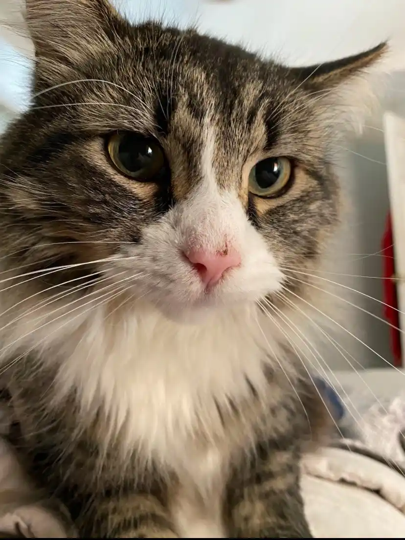 A close-up photo of a fluffy tabby cat with a white muzzle and chest, looking directly at the camera with a slightly…
