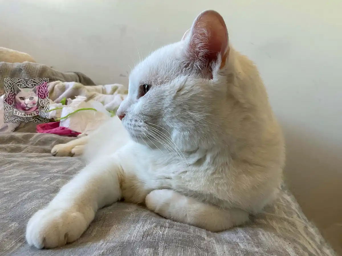 A white cat lounges on a textured bedspread, looking off to the side with a calm, slightly aloof expression. In the…