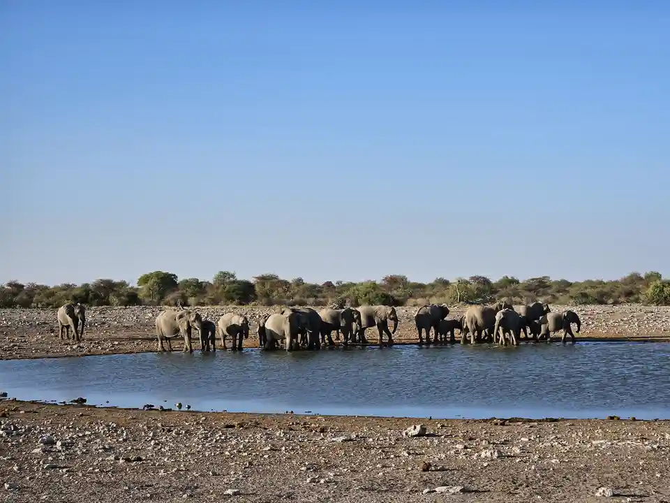 A wide shot shows a herd of elephants, including calves, gathered at the edge of a waterhole in a dry, rocky savanna under a…