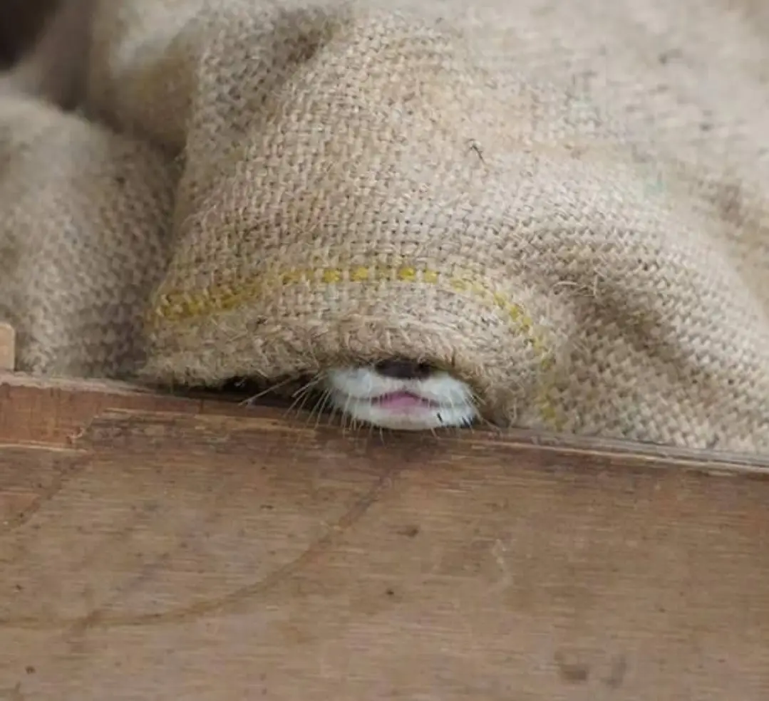 Living life incognito