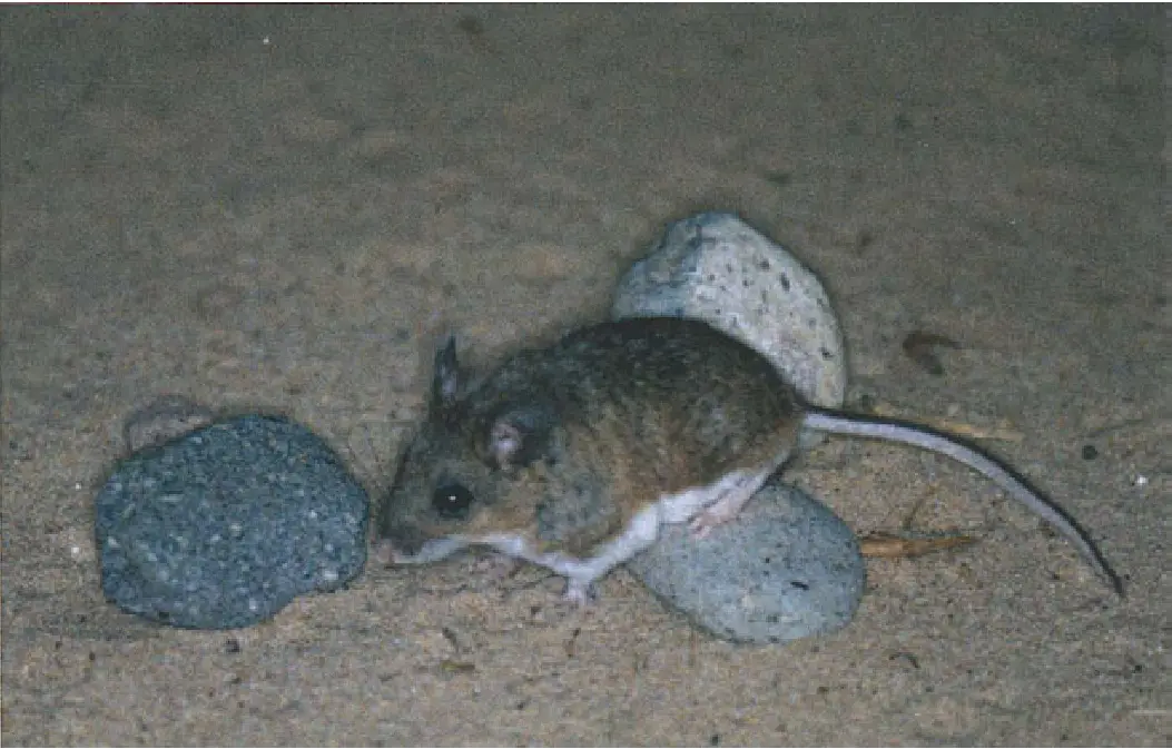 A small brown mouse with a white underbelly and long tail is standing on sandy ground next to two smooth stones. The mouse…