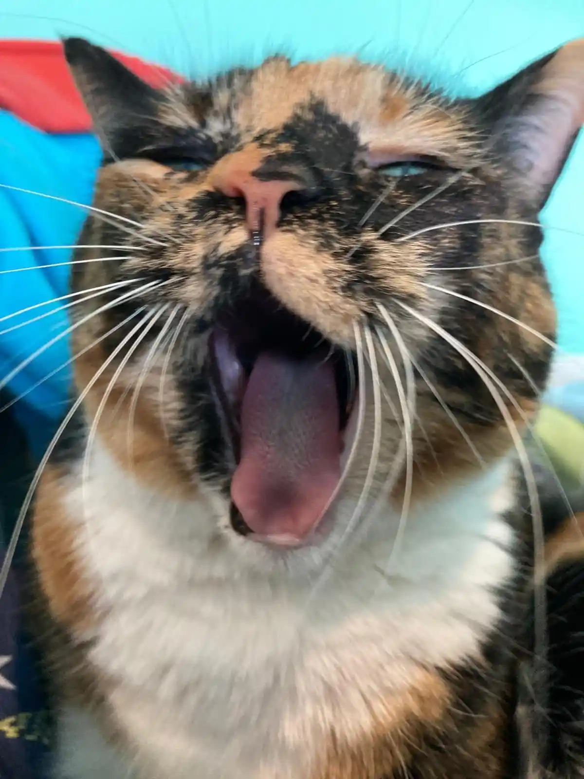 A close-up photo of a calico cat with black, orange, and white fur, yawning widely with its tongue out and eyes half-closed…