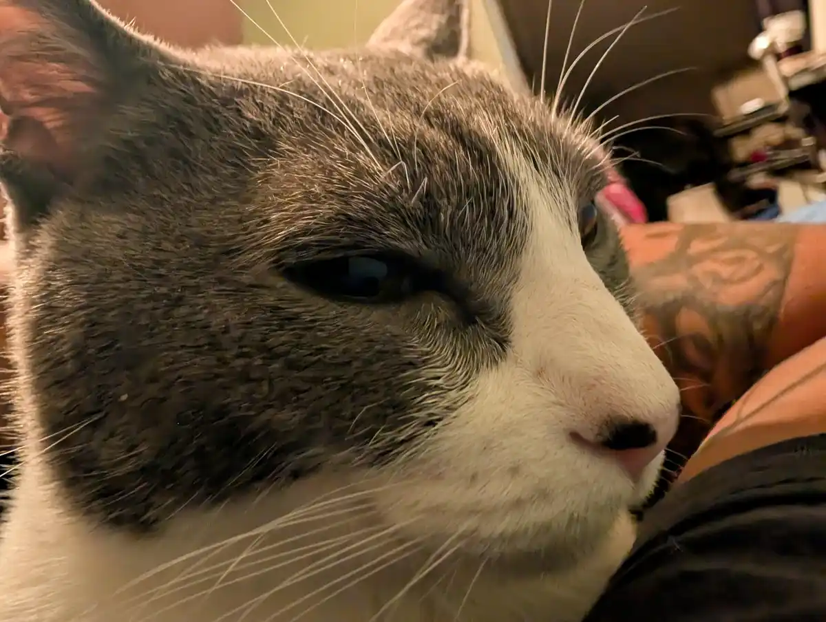 A close-up of a gray and white cat with one eye half-closed, looking sleepy or unimpressed, resting on a person's arm with a…