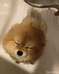 A six-panel grid shows a fluffy, light brown Pomeranian dog named Shila the Pomeranian through various stages of a bath…