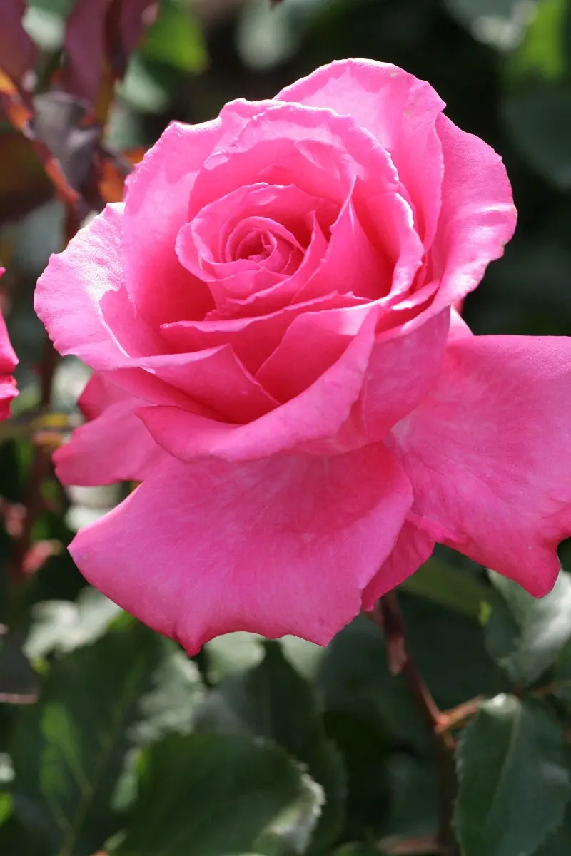 A close-up photograph of a vibrant pink rose in full bloom, with lush green leaves blurred in the background. The image…