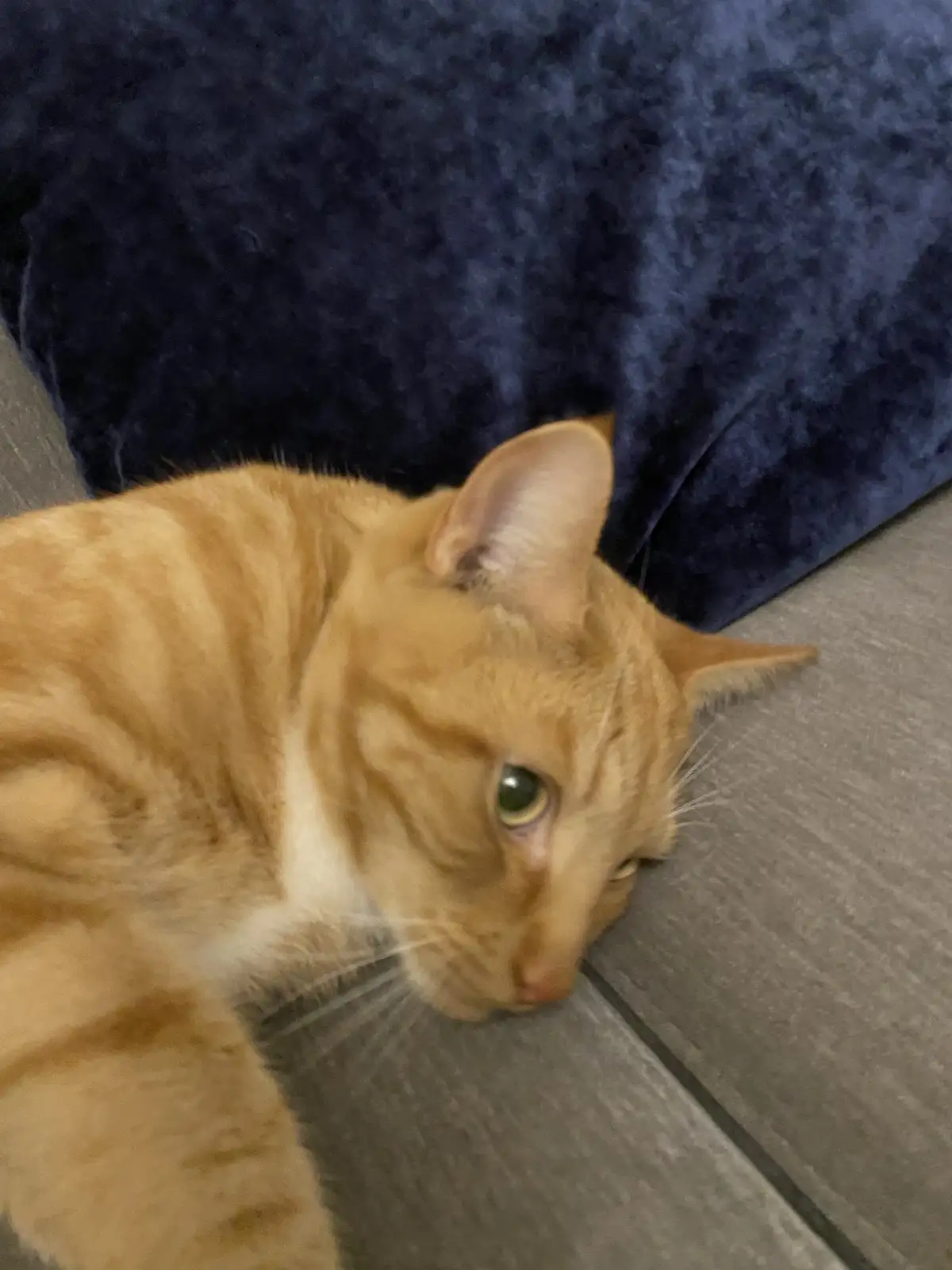 An orange tabby cat with green eyes lies on a gray wooden floor next to a dark blue velvet couch, looking up with a tired…