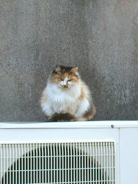A fluffy, long-haired calico cat sits atop a white outdoor air conditioning unit against a gray concrete wall, looking…
