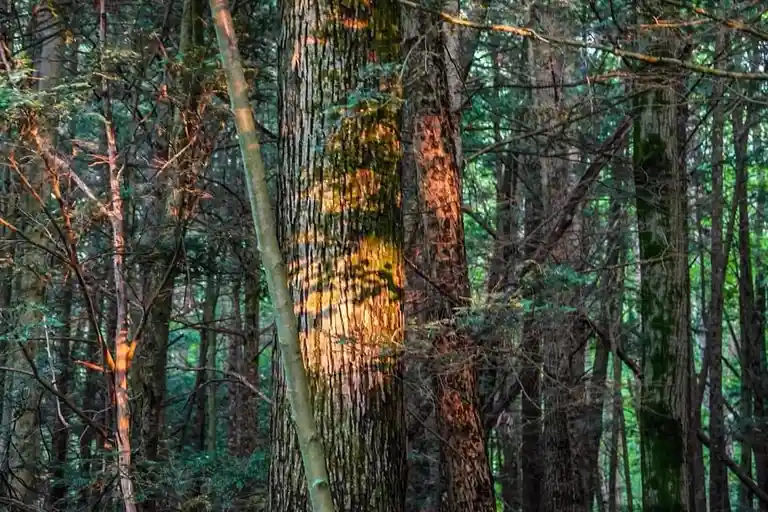 A forest scene with tall trees and dappled sunlight, where one tree trunk has a faint, shadowy face-like pattern created by…