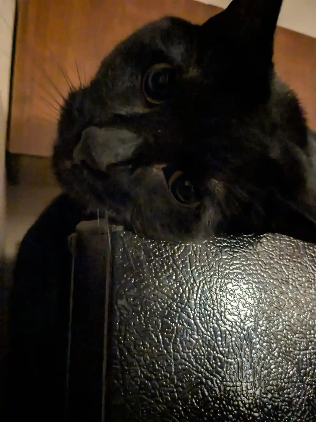 A close-up photo shows a dark gray cat with wide, alert eyes looking directly at the camera, its head resting on a textured…