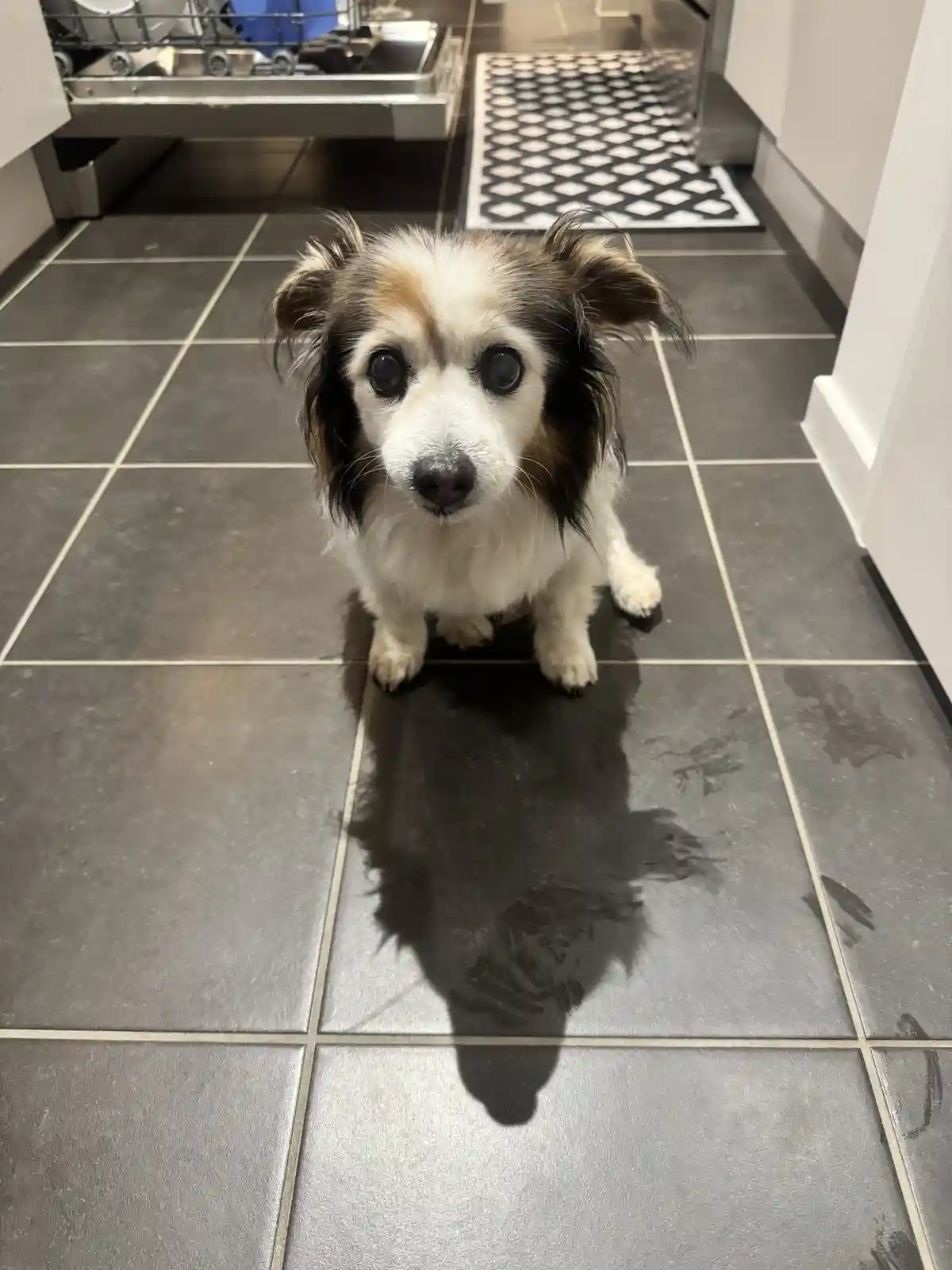 A small, fluffy dog with white, black, and tan fur sits on a dark gray tiled kitchen floor, looking directly at the camera…