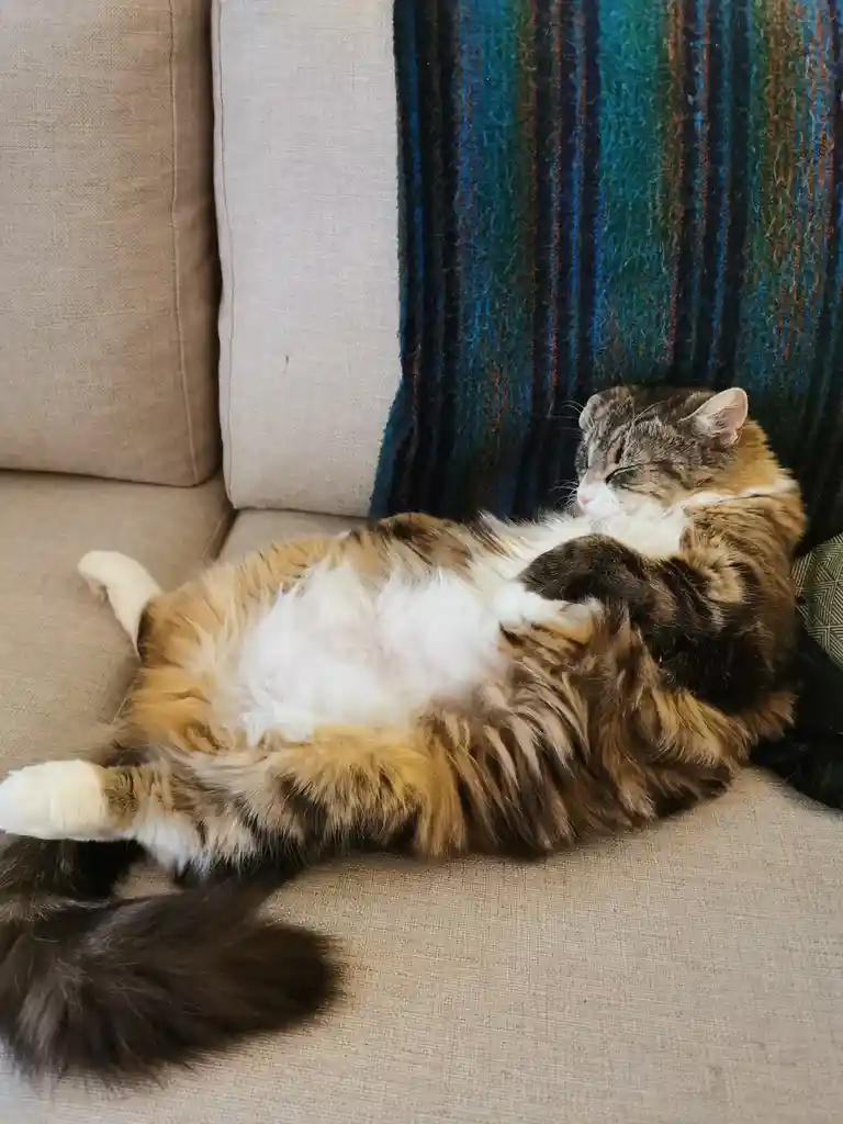 A fluffy, multi-colored cat with white, brown, and orange fur is lying on its back on a beige couch, exposing its belly and…