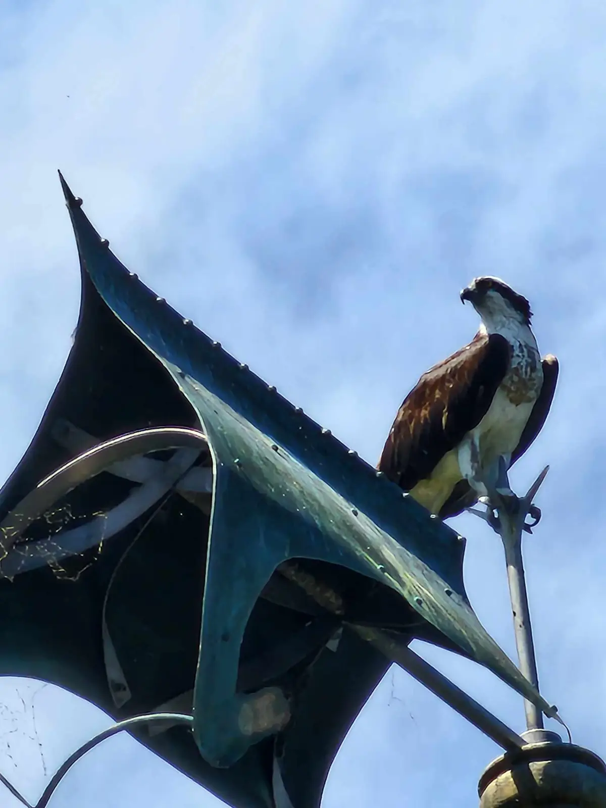 Osprey Relaxing on the Castle Weather Vane