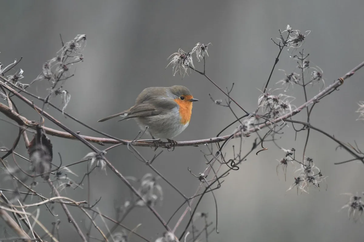 A small bird with a bright orange-red breast and greyish-brown back perches on a bare, tangled branch with dried seed heads…